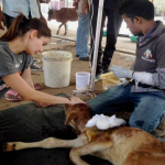 Anushka Sharma takes care of Animals